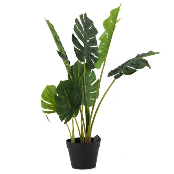 Monstera 1