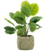 Philodendron - Afbeelding 2