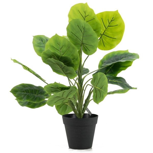 Philodendron