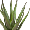 Aloe plant