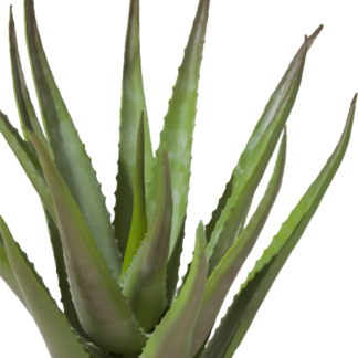 Aloe plant