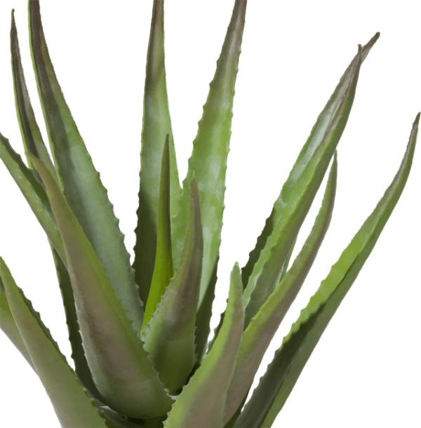 Aloe plant