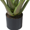 Aloe plant - Afbeelding 2