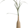 Pampus grass
